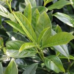 Bobkovišeň lékařská Novita výška 250/300cm, květináč 90 litrů – Hledejceny.cz