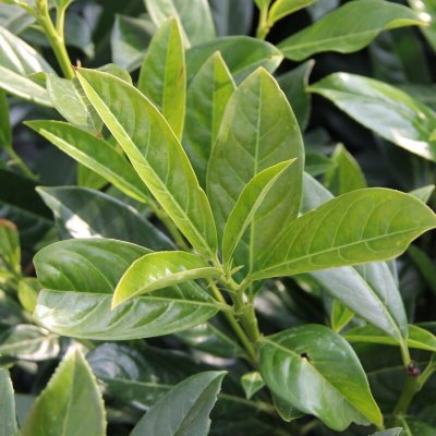 Bobkovišeň lékařská Novita výška 250/300cm, květináč 90 litrů – Hledejceny.cz