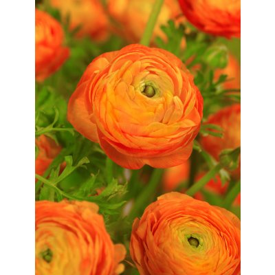 Pryskyřník 'Ranunculus orange' 3 ks – Sleviste.cz