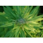 WEBLUX 31679944 Samolepka fólie close up of a marijuana plant bud zblízka rostliny pupíku marihuany rozměry 270 x 200 cm