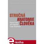 Stručná anatomie člověka - Pavel Fiala, Lada Eberlová, Pavel Valenta – Hledejceny.cz