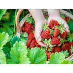 Jahodník 'Harmony' 12 ks stáleplodící Sazenice: Frigo sadba "A" standard 12 ks – HobbyKompas.cz