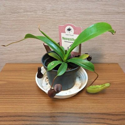 Nepenthes – Sleviste.cz