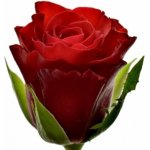 Červená růže SIMPLY RED+ 60 cm (M) – Sleviste.cz