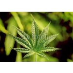 WEBLUX 5123920 Samolepka fólie marijuana marihuana rozměry 145 x 100 cm