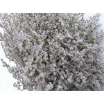 Sušená Statice tatarika 10 kg – Zboží Dáma