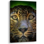 Obraz - Portrét leoparda, Sri Lanka, jednodílný 60x90 cm – Hledejceny.cz