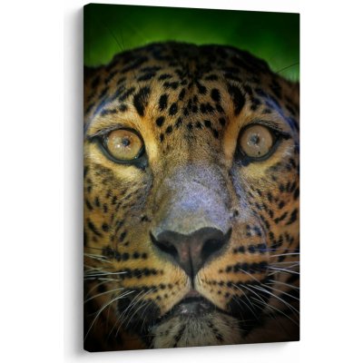 Obraz - Portrét leoparda, Sri Lanka, jednodílný 60x90 cm – Hledejceny.cz