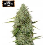 Seedstockers BCN Critical XXL AUTO semena neobsahují THC 3 ks – Zboží Dáma