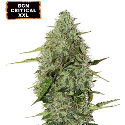 Seedstockers BCN Critical XXL AUTO semena neobsahují THC 3 ks – Sleviste.cz