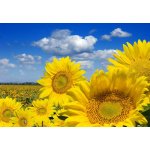WEBLUX 16872718 Fototapeta vliesová Some yellow sunflowers against a wide field and the blue sky Některé žluté slunečnice proti širokému poli a modré obloze rozměry 145 x 100 cm