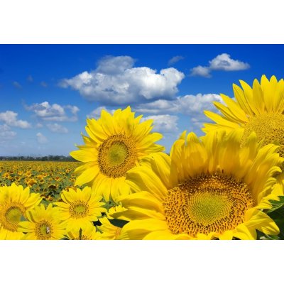 WEBLUX 16872718 Fototapeta vliesová Some yellow sunflowers against a wide field and the blue sky Některé žluté slunečnice proti širokému poli a modré obloze rozměry 145 x 100 cm – Zboží Mobilmania