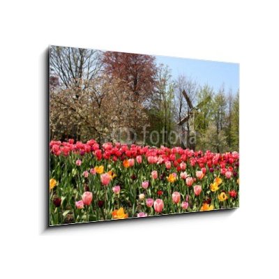 Obraz 1D - 100 x 70 cm - Holland windmills and tulips Holland větrné mlýny a tulipány – Zboží Mobilmania