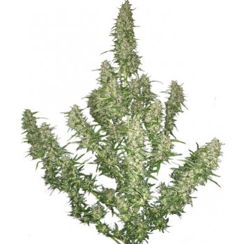 Magnum Auto - Buddha Seeds ks: 10