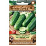 MORAVOSEED Okurka salátová do skleníku KALIMERO F1 hybrid
