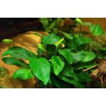 Anubias barteri var. nana Long Wavy – Zboží Dáma