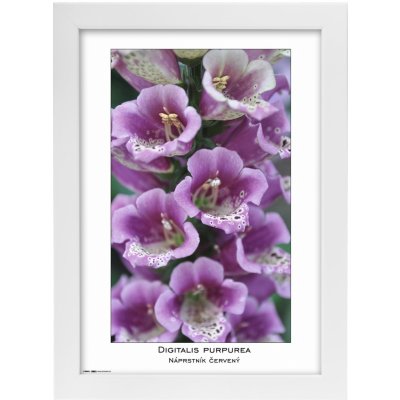 Tradag Rámeček Natura bílý 21x29,7 - A4 – Zboží Mobilmania