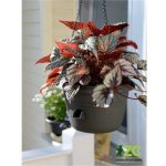 Nohel Garden Žardinka samozavlažovací SIESTA závěsná antracit 25x16 cm – Zboží Mobilmania