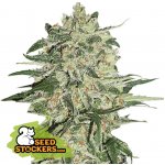 Seedstockers Big Bud semena neobsahují THC 5 ks – Hledejceny.cz