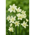 Narcis 'Polar hunter' 5 ks – Zboží Dáma