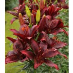 Lilie asijská Mapira - Lilium - cibuloviny - 1 ks