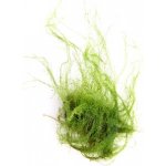 Amblystegium serpens – Zboží Mobilmania