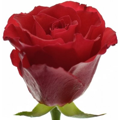 Červená růže RED CALYPSO 50cm (M) – Zboží Dáma