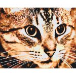 Vymalujsisam Malování podle čísel Tygří kočka – Zboží Dáma