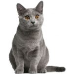 Fitmin Cat Purity Kitten 10 kg – Sleviste.cz