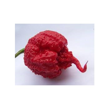 Chilli semena Carolina Reaper HP22B 10 ks - nejpálivější odrůda světa - Pálivost: 2,200.000 SHU