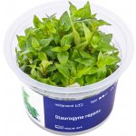 Staurogyne repens - Staurogynus plazivý – Zboží Dáma