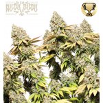 Seedstockers Rucu Cucu OG semena neobsahují THC 3 ks – Zboží Dáma