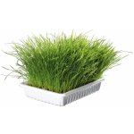 Trixie Tráva pro kočku v misce 100 g – Zboží Mobilmania