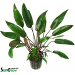 Cryptocoryne beckettii – Zboží Dáma
