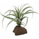 Lucky Reptile Tillandsia 20 cm – Sleviste.cz