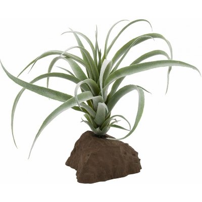 Lucky Reptile Tillandsia 20 cm – Sleviste.cz