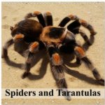 Spiders and Tarantulas Wall 12 × 12 Inch CALVENDO 12 Month Wall 2026 – Hledejceny.cz