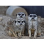 Ošetřovatelem v zoo na jeden den – Hledejceny.cz