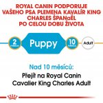 Royal Canin Kavalír King Charles Puppy 1,5 kg – Sleviste.cz
