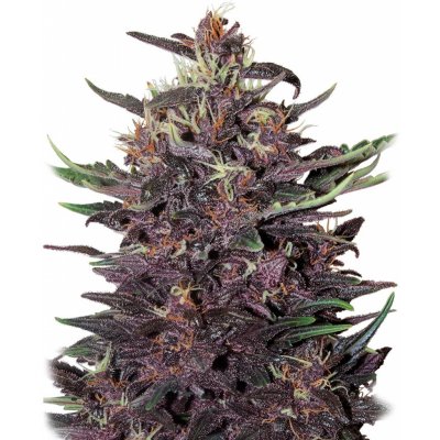Buddha Seeds Buddha Purple Kush AUTO semena neobsahují THC 1 ks – Zboží Dáma