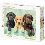 Clementoni Tři labradoři HQC 1000 dílků – Zboží Dáma
