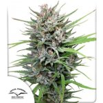 Dutch Passion Passion #1 semena neobsahují THC 3 ks – Zboží Dáma