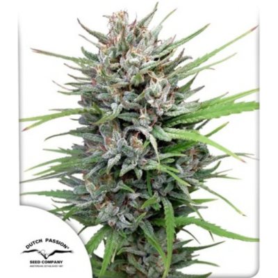 Dutch Passion Passion #1 semena neobsahují THC 3 ks – Zboží Dáma