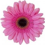 E-shop24 Samolepicí dekorace na kachličky Gerbera růžová 15 x 15 cm – Zboží Dáma