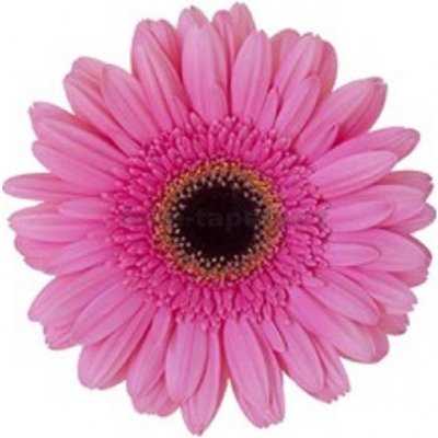 E-shop24 Samolepicí dekorace na kachličky Gerbera růžová 15 x 15 cm – Zboží Dáma