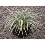 Ophiopogon japonicus Variegatus – Sleviste.cz