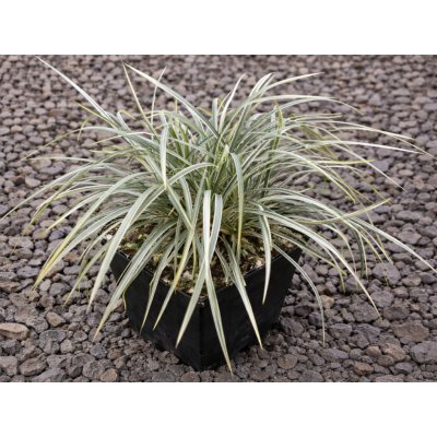 Ophiopogon japonicus Variegatus – Sleviste.cz