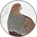 VIZINGR Koroptev MAXI logo L2 č.154 – Zbozi.Blesk.cz