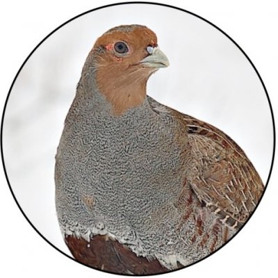 VIZINGR Koroptev MAXI logo L2 č.154 – Zbozi.Blesk.cz