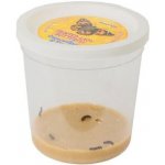 Insect Lore Náhradní sada 3 5 housenek certifikát v obálce – Zboží Dáma
